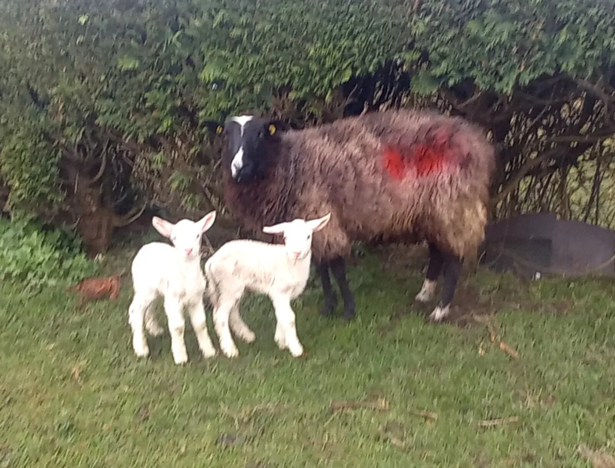 ZWARBLE  CROSS  EWE WITH 2 LAMBS