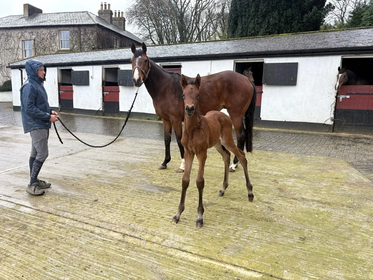 Well bred French TB Mare with Mirage Dancer foal - Image 4