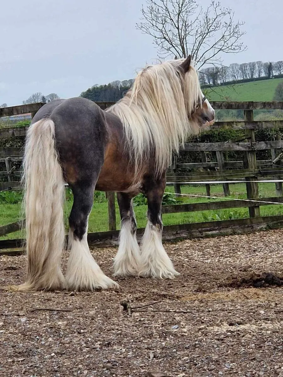 Silver bay at stud - Image 1