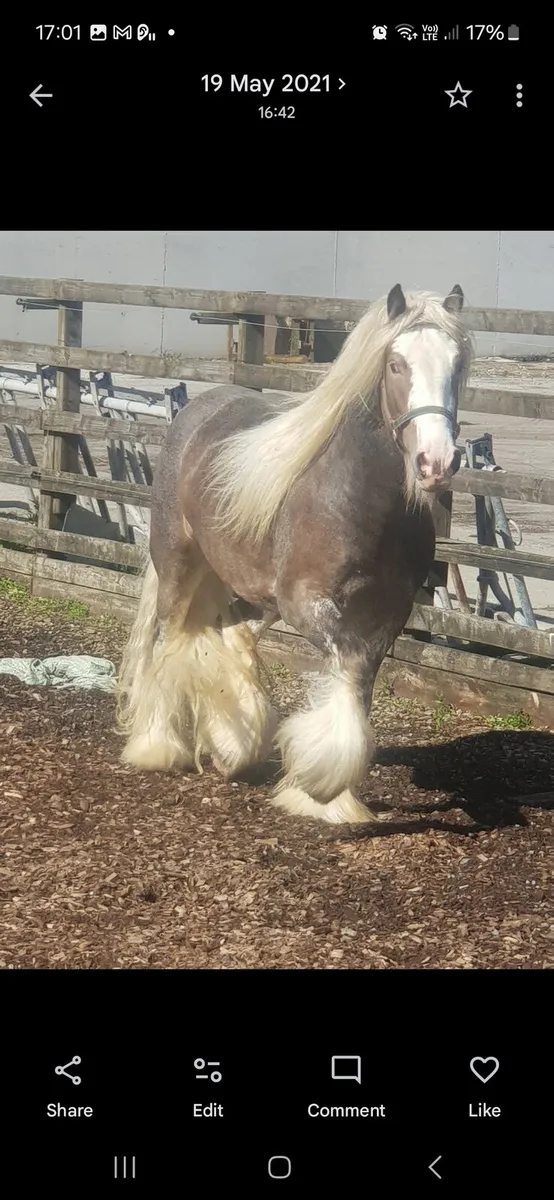 Silver bay at stud - Image 2