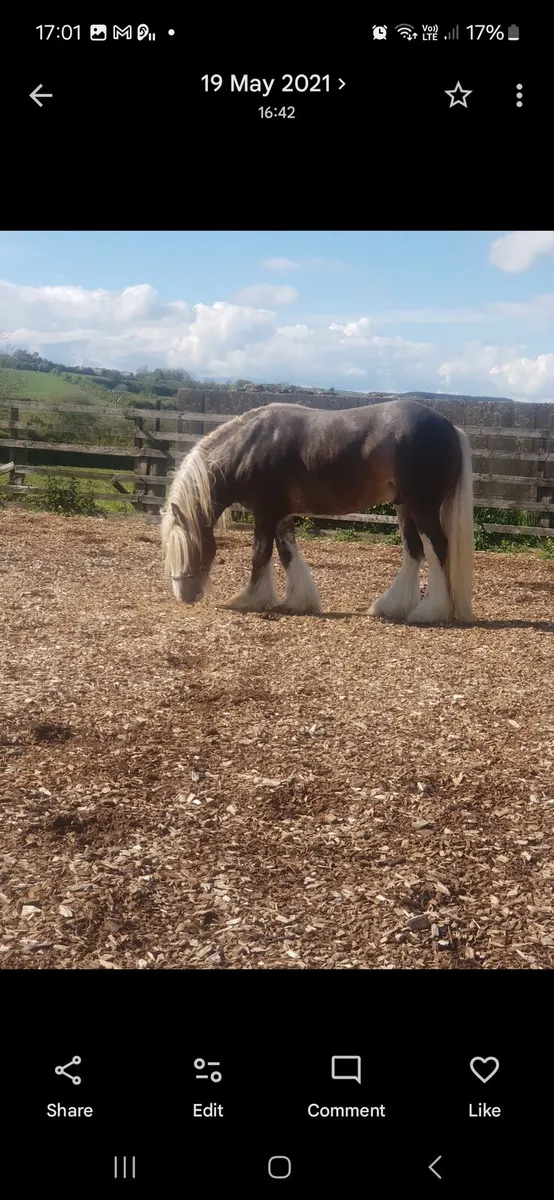 Silver bay at stud - Image 3