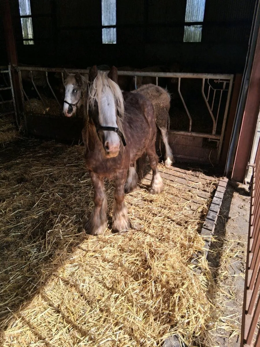 Silver bay at stud - Image 4