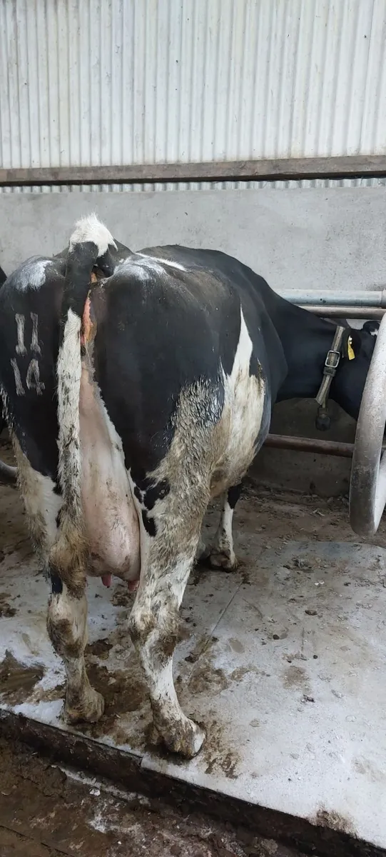 Incalf cows and heifer - Image 3