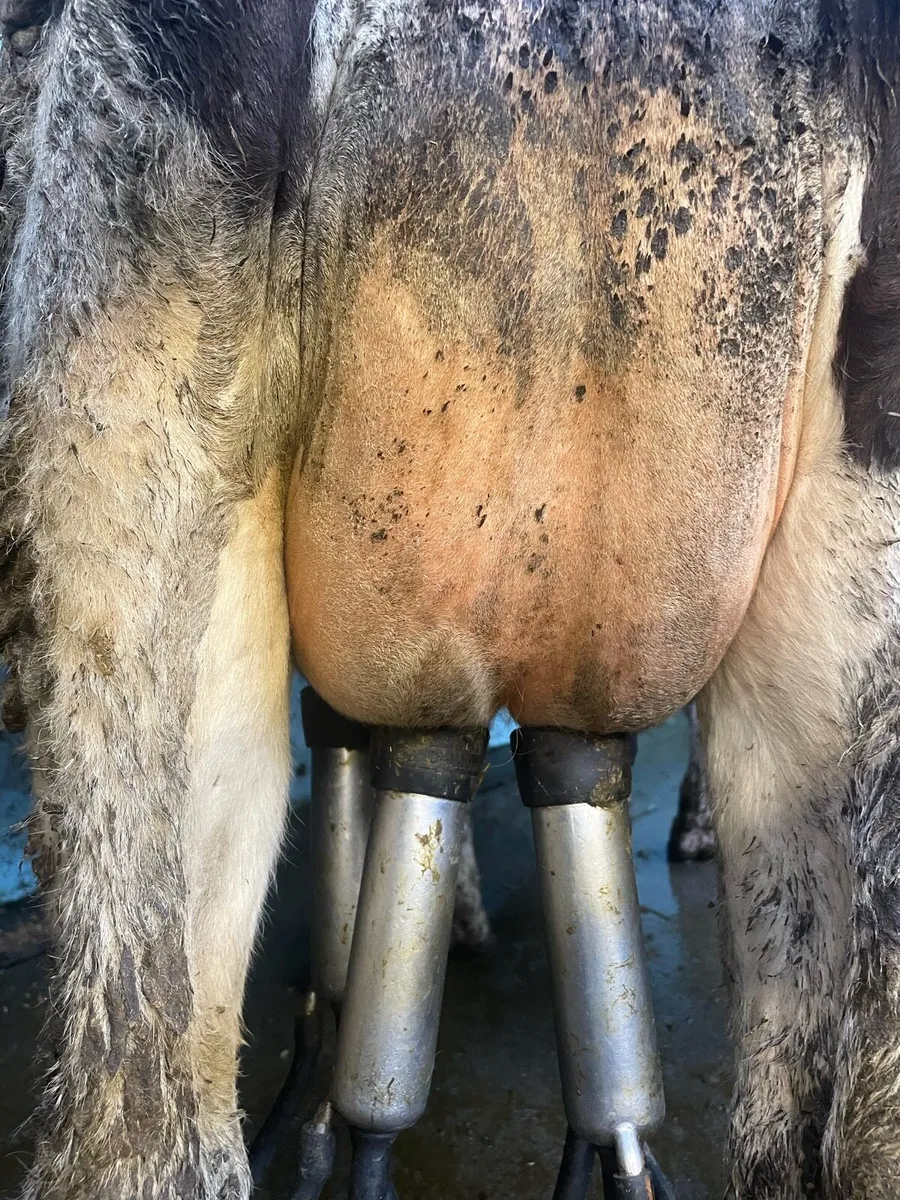 15 Calved and incalf Heifers and cows - Image 1