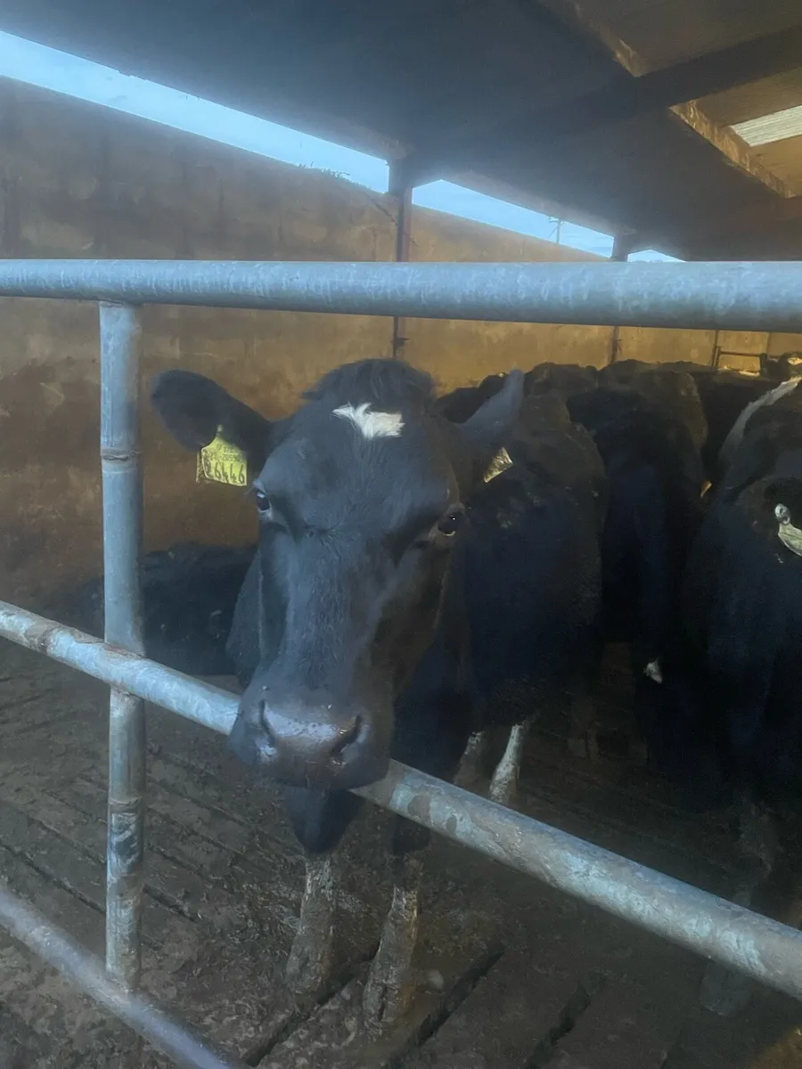 15 Calved and incalf Heifers and cows - Image 3