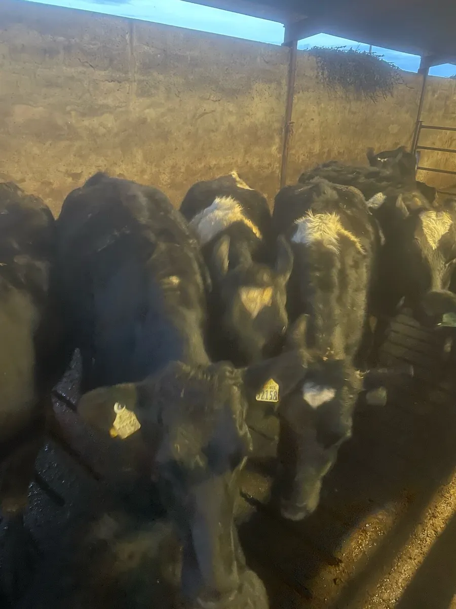 15 Calved and incalf Heifers and cows - Image 4