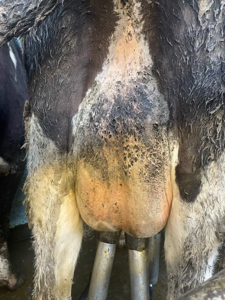 15 Calved and incalf Heifers and cows - Image 2