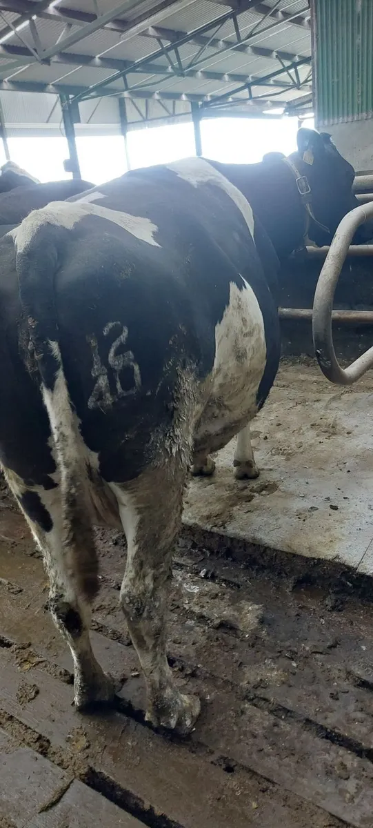 Incalf cows and heifer - Image 4