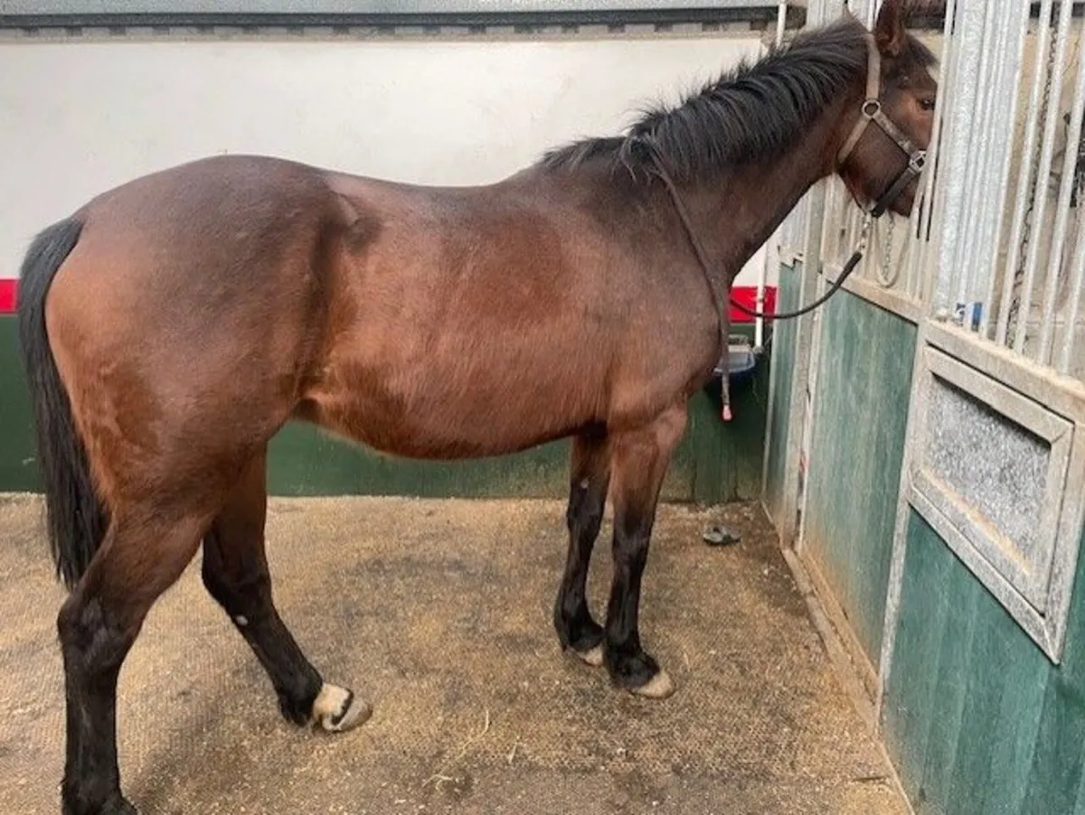 Broodmares - Image 1