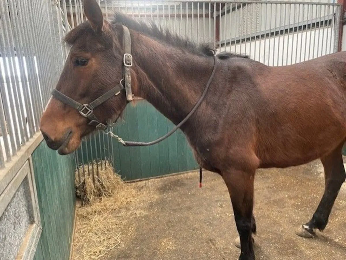 Broodmares - Image 2