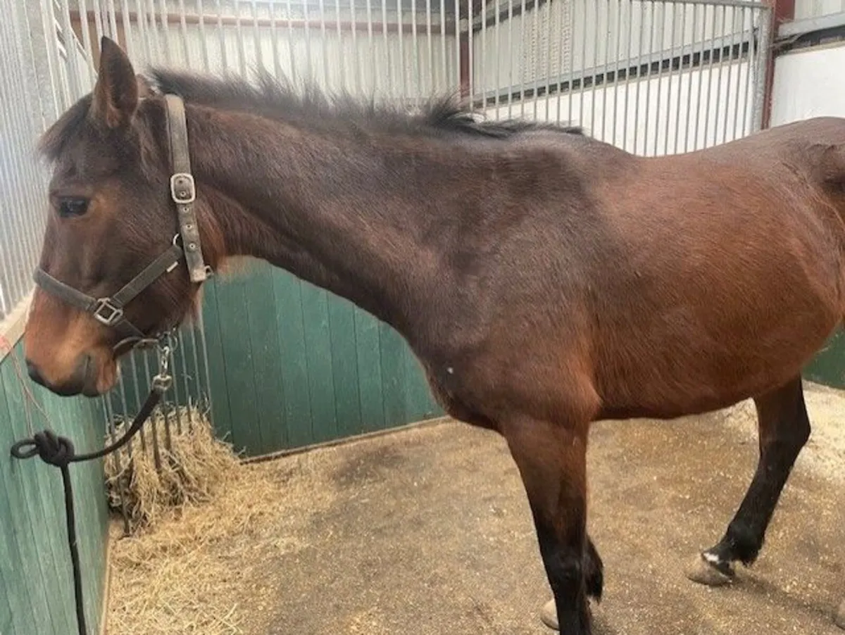 Broodmares - Image 3