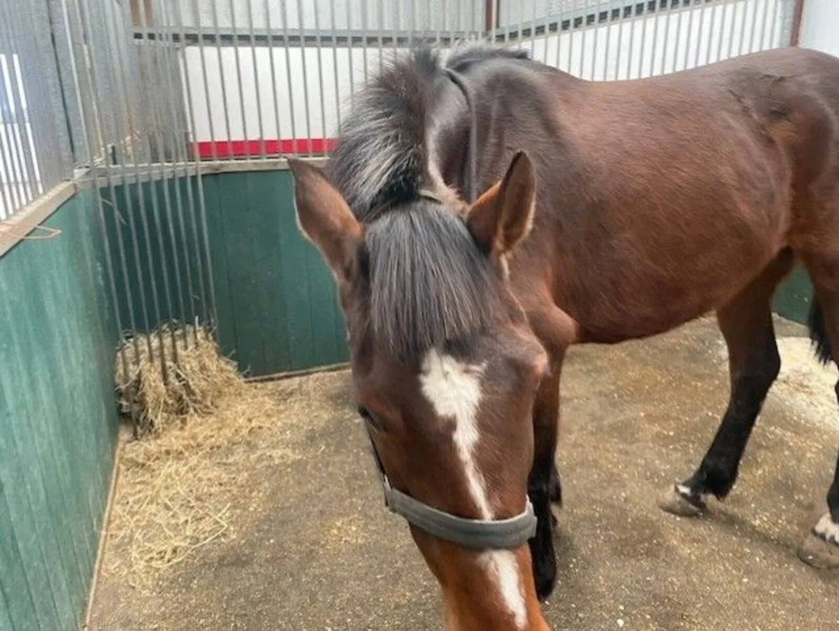 Broodmares - Image 4