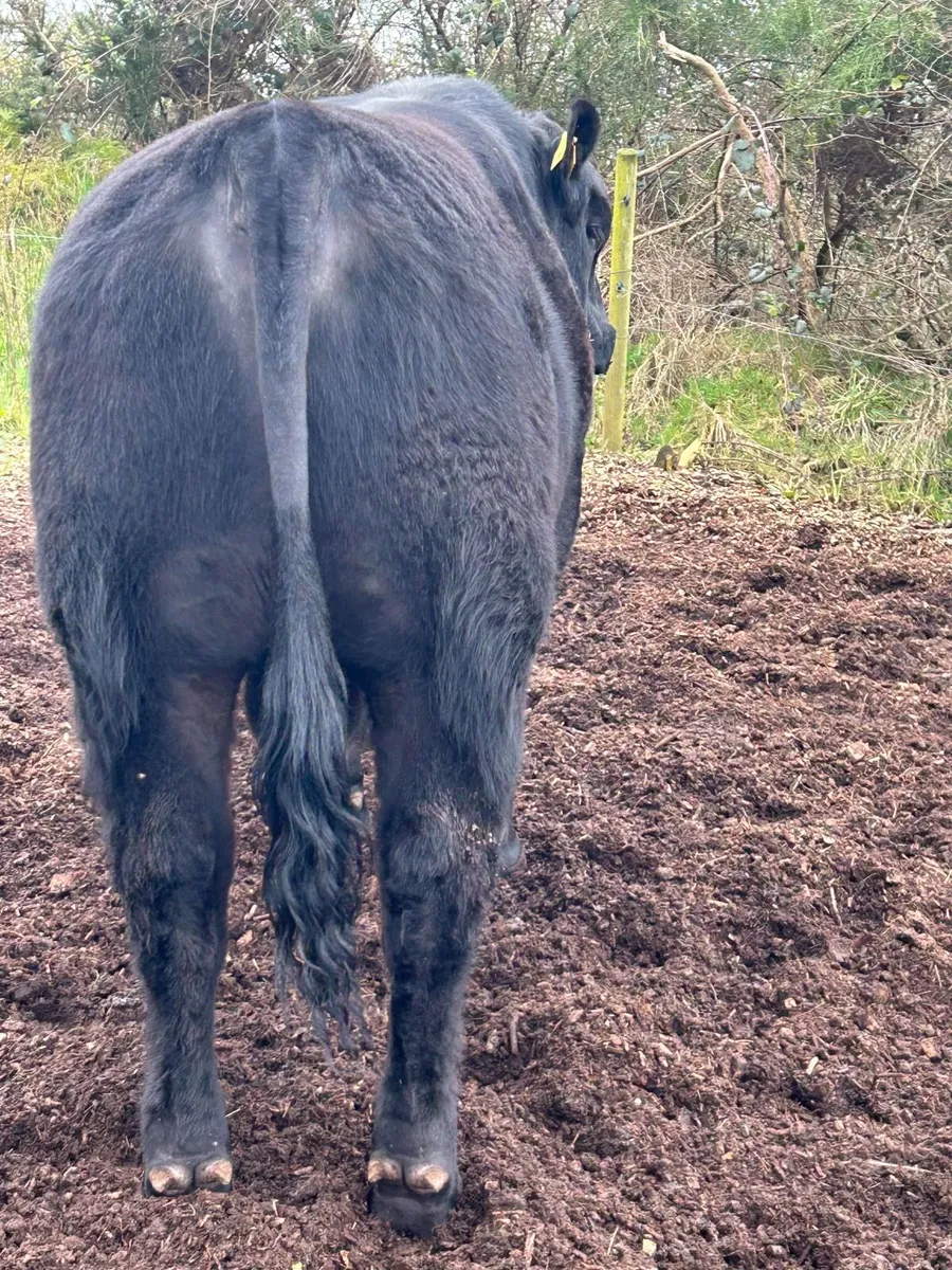 Angus Bull - Image 2