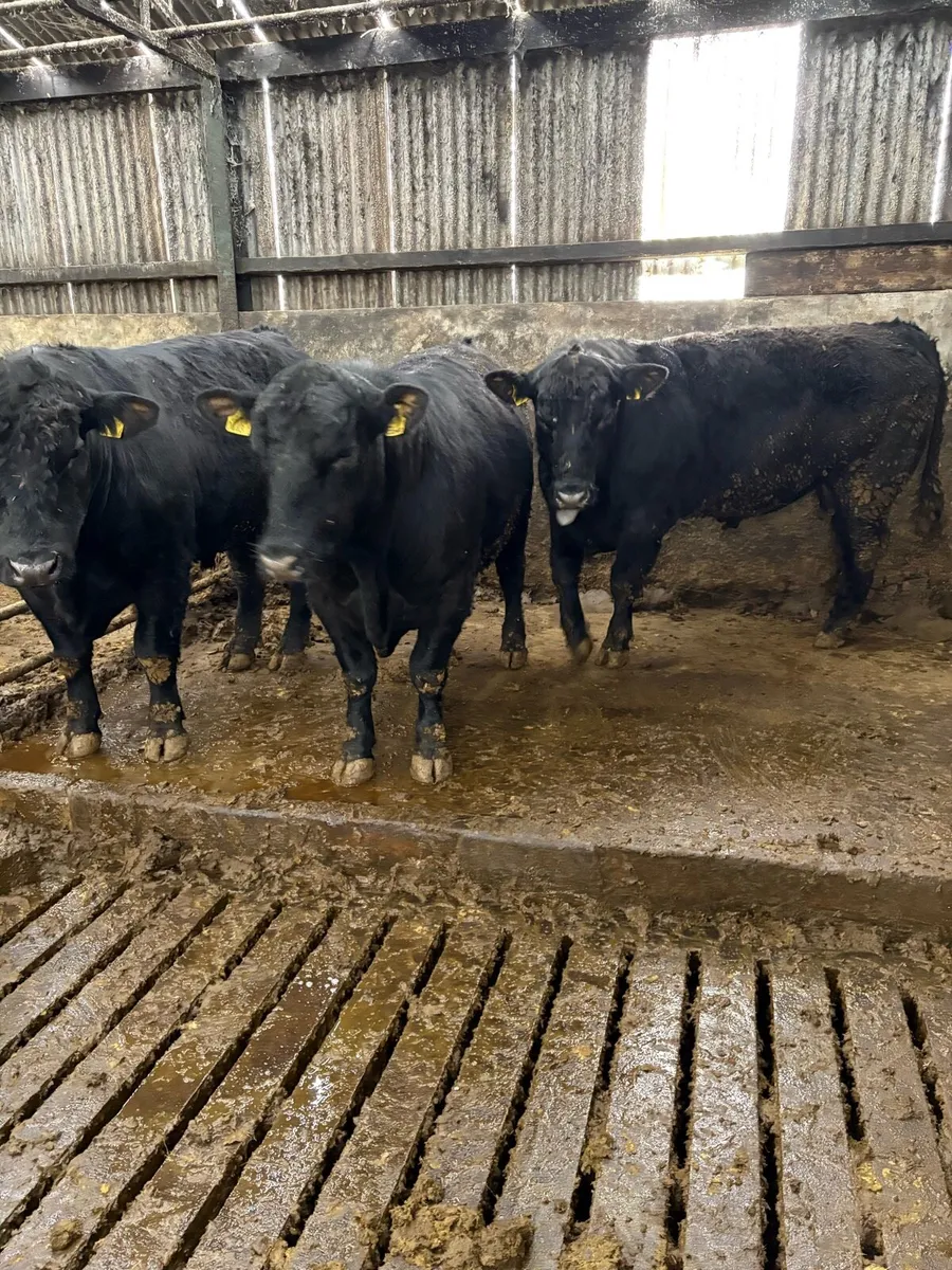 Angus bulls - Image 1