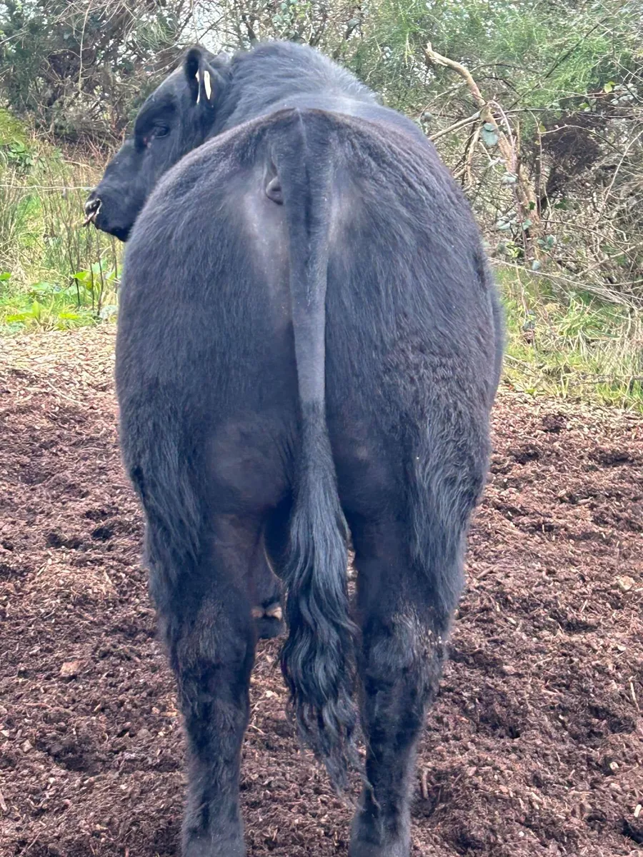 Angus Bull - Image 3