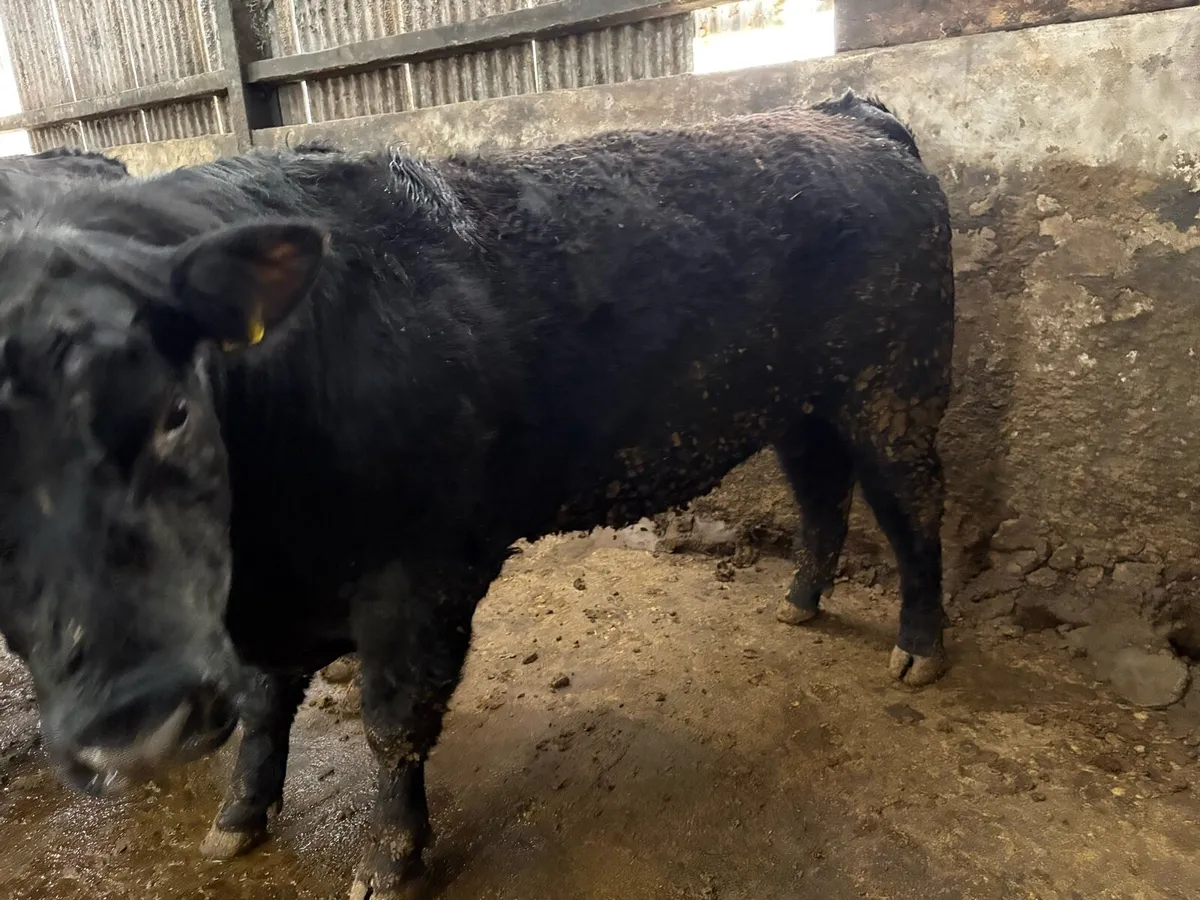 Angus bulls - Image 3