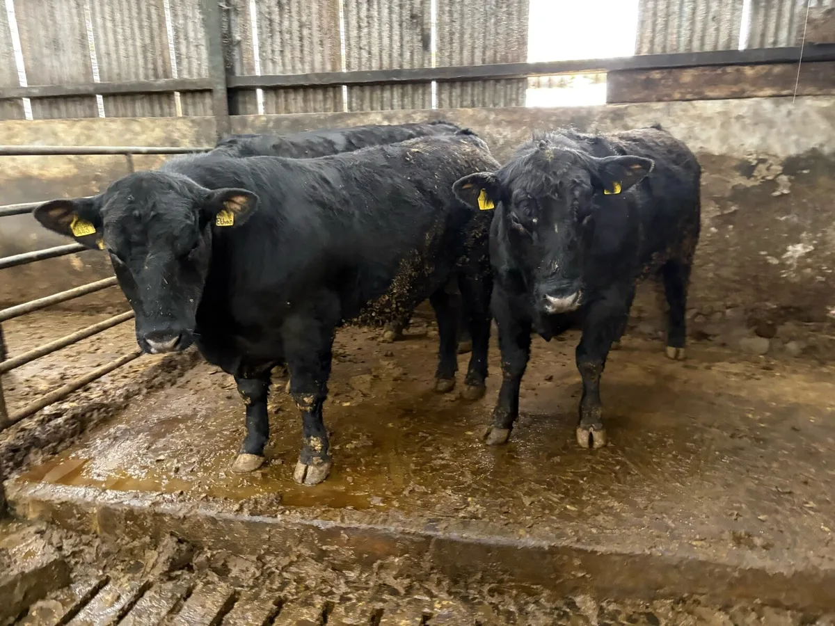 Angus bulls - Image 2