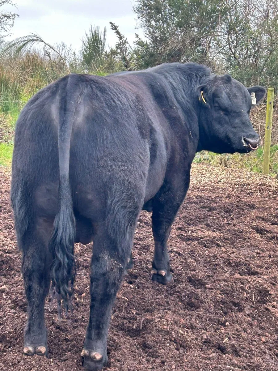 Angus Bull - Image 1