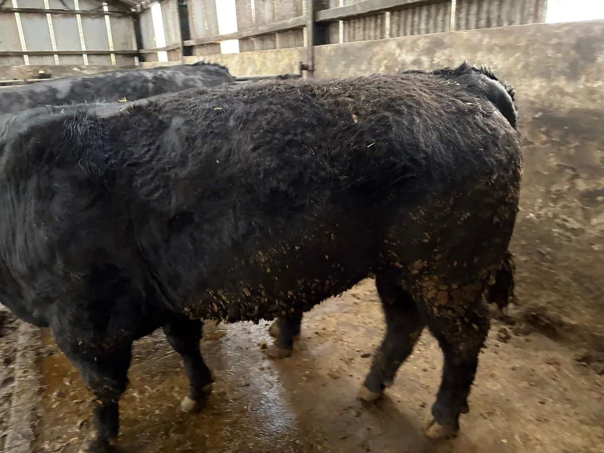 Angus bulls - Image 4