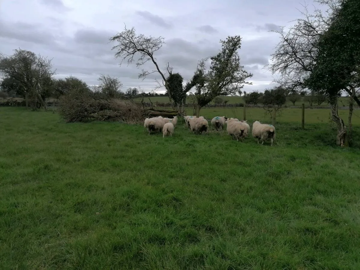 Galway sheep with lambs - Image 2