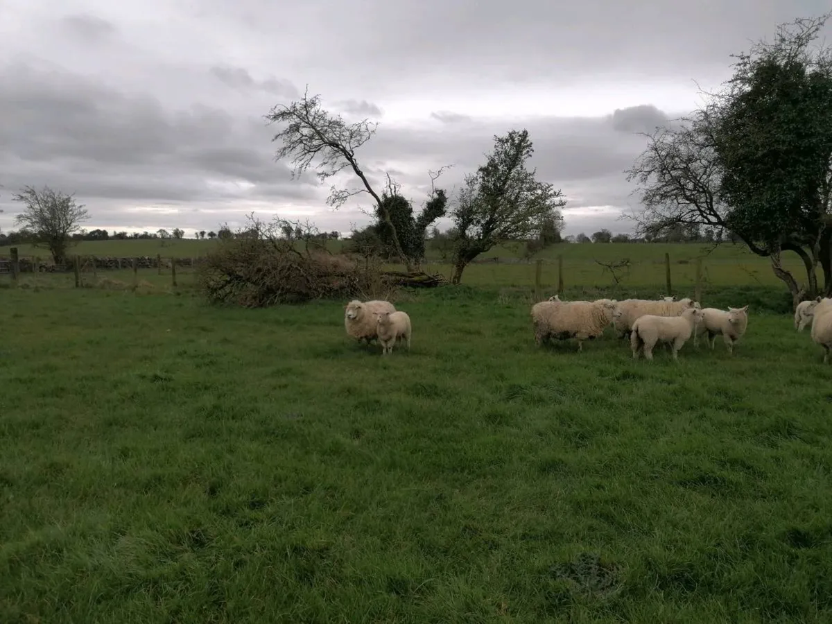 Galway sheep with lambs - Image 1