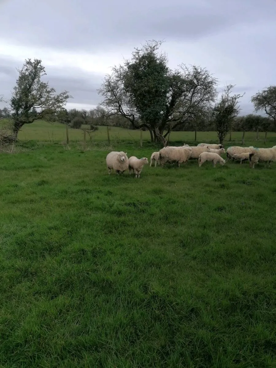 Galway sheep with lambs - Image 3