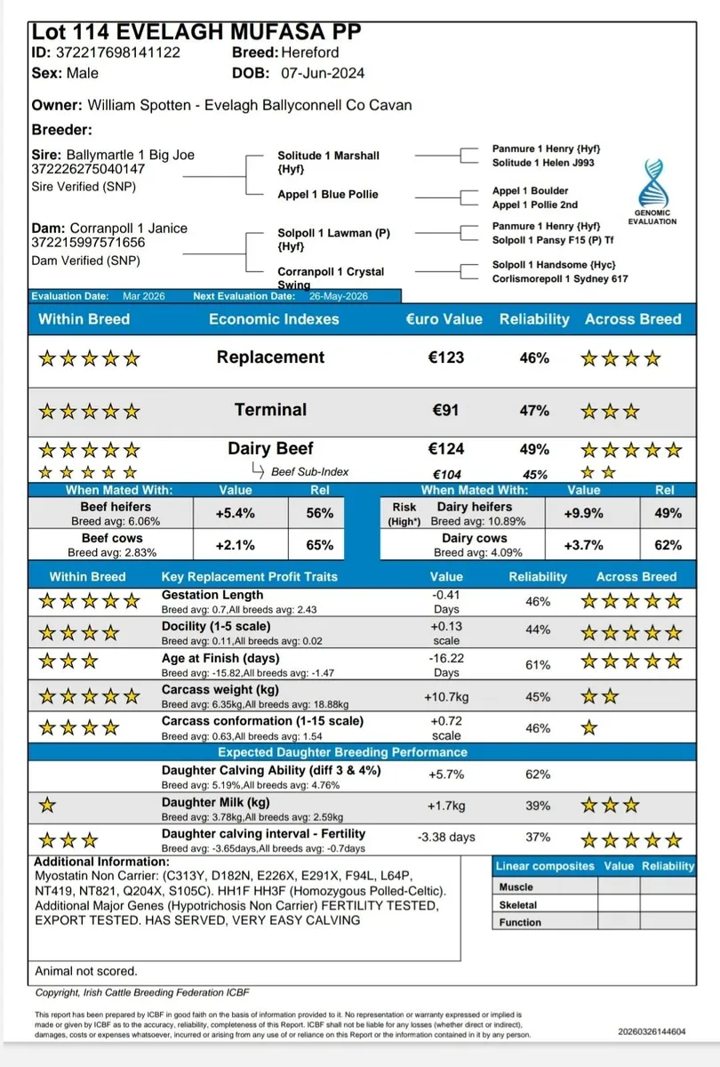 Pedigree Hereford Heifer & Bull for Carrick - Image 3