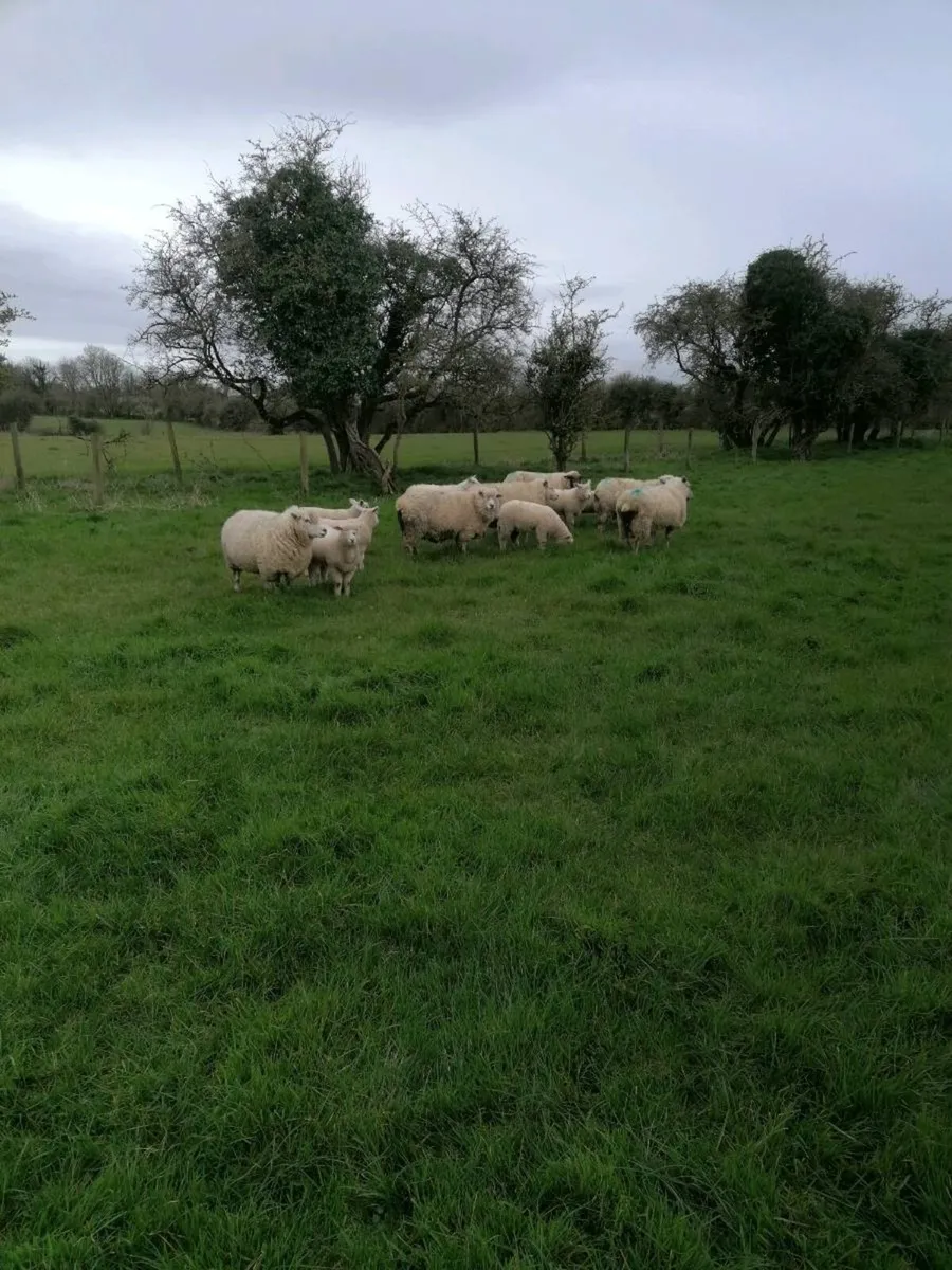 Galway sheep with lambs - Image 4
