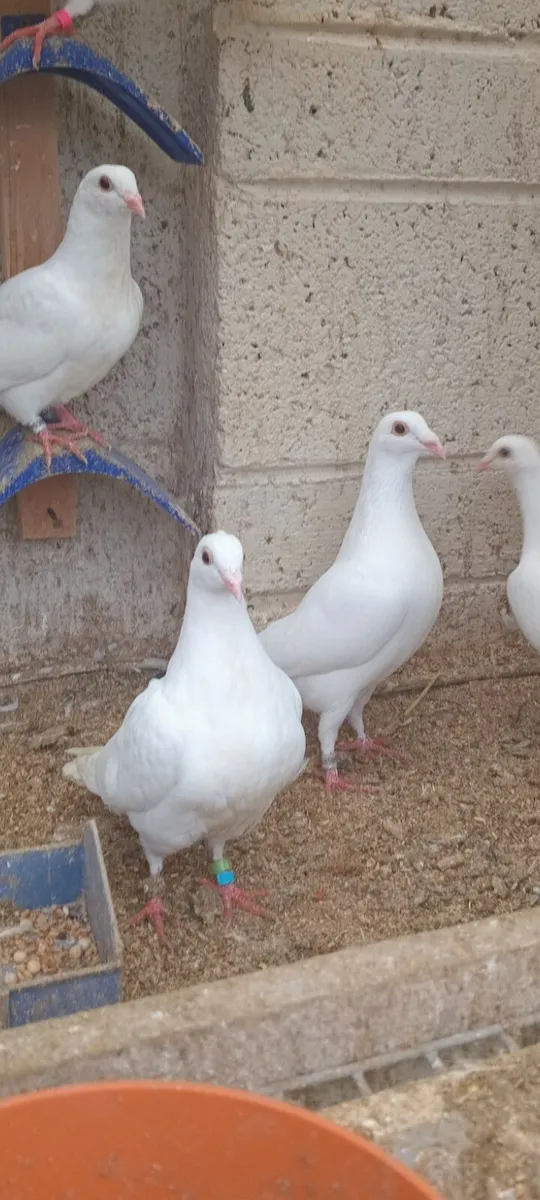 White racers & fairy swallows - Image 3