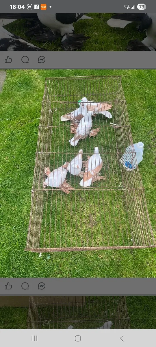 White racers & fairy swallows - Image 4