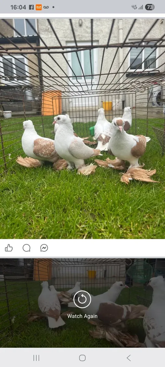 White racers & fairy swallows - Image 1