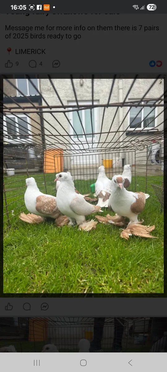 White racers & fairy swallows - Image 2