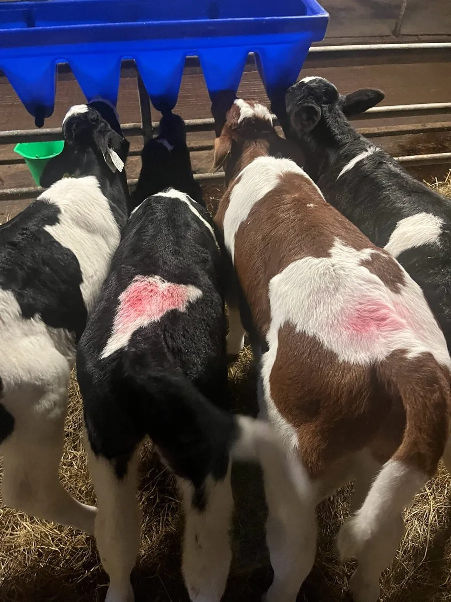 British Friesian Bull Calves for Sale - Image 2