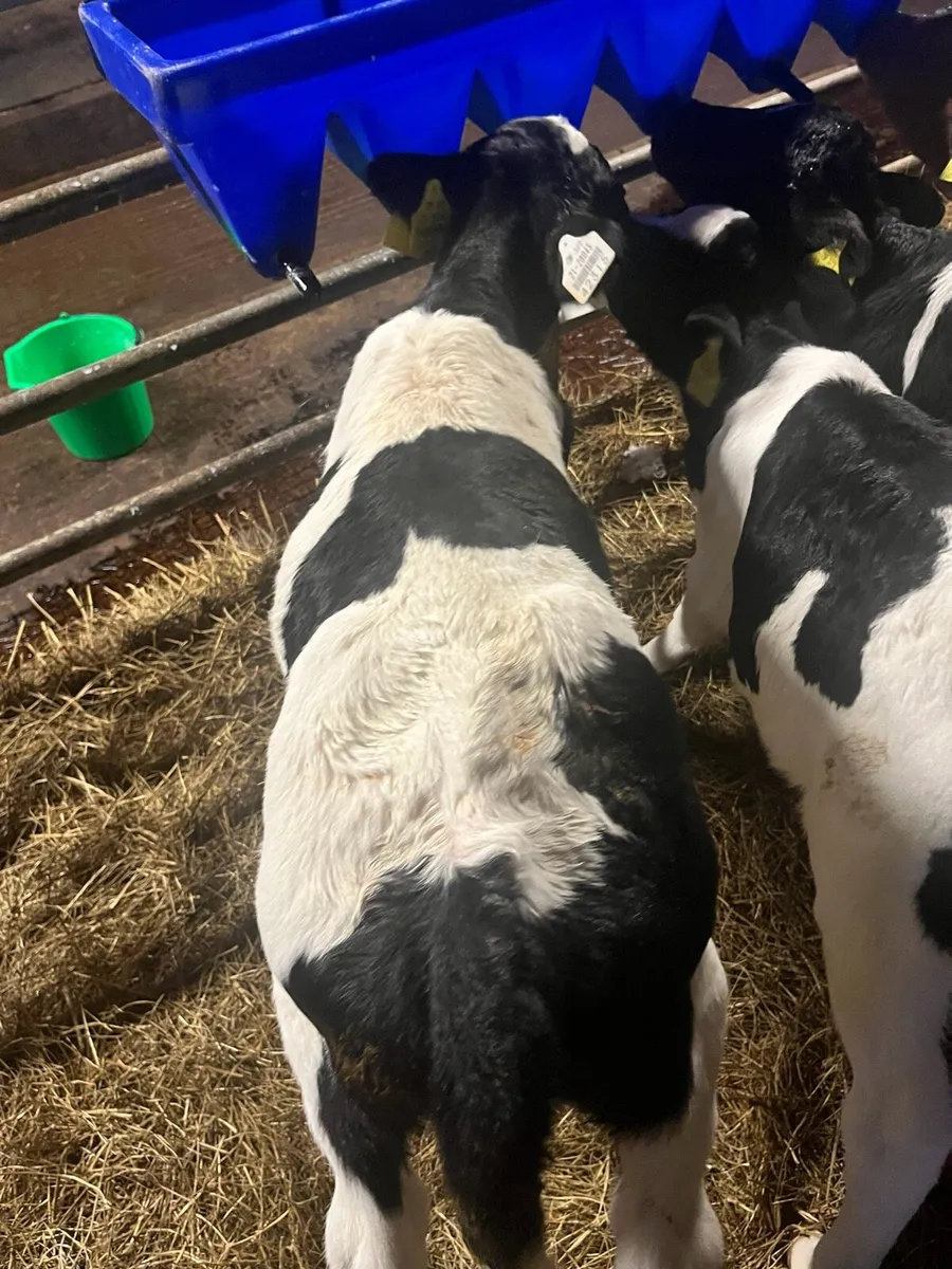 British Friesian Bull Calves for Sale - Image 3