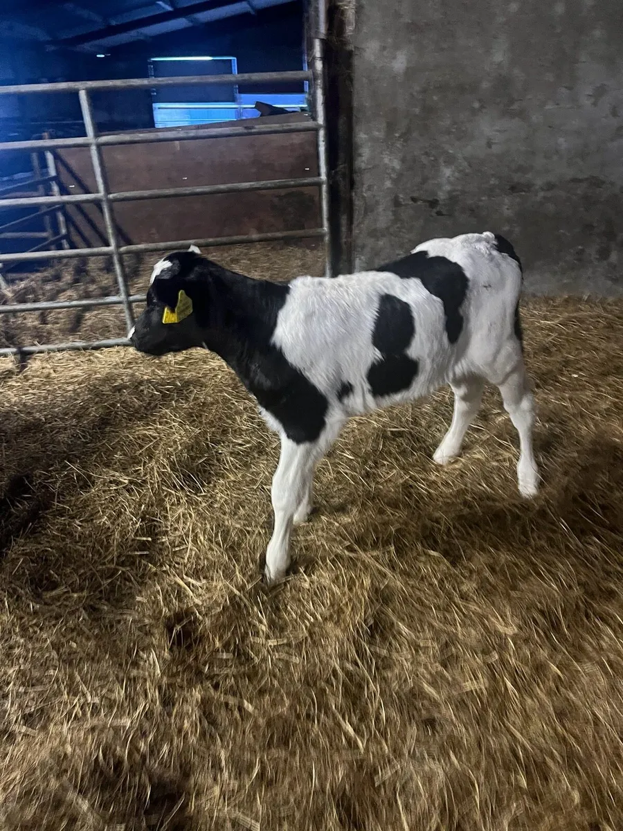 British Friesian Bull Calves for Sale - Image 1