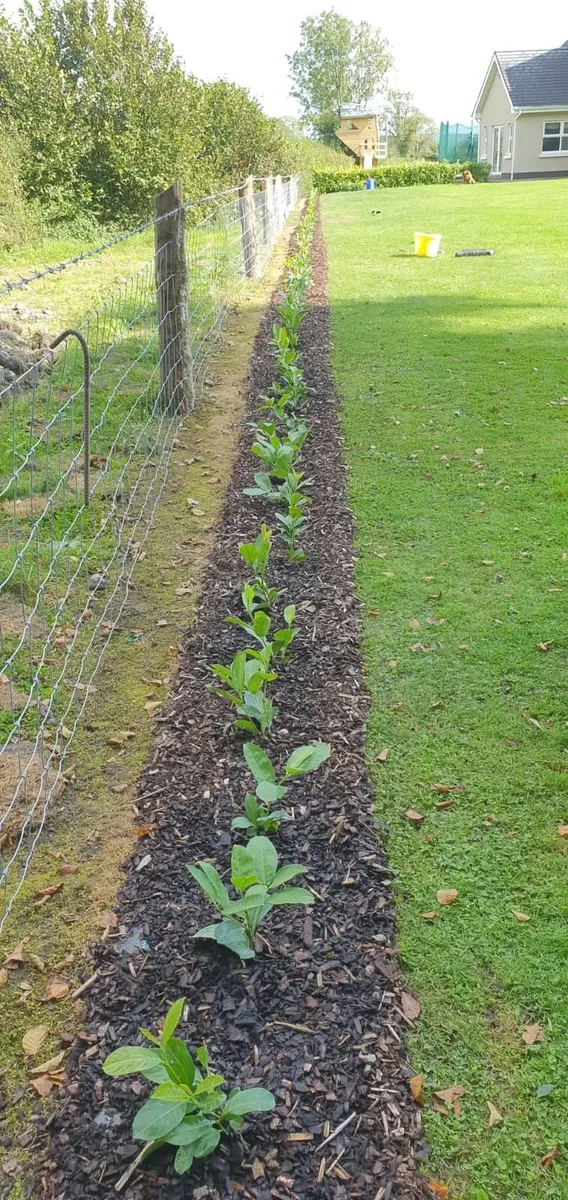 Laurel Hedging - Image 1