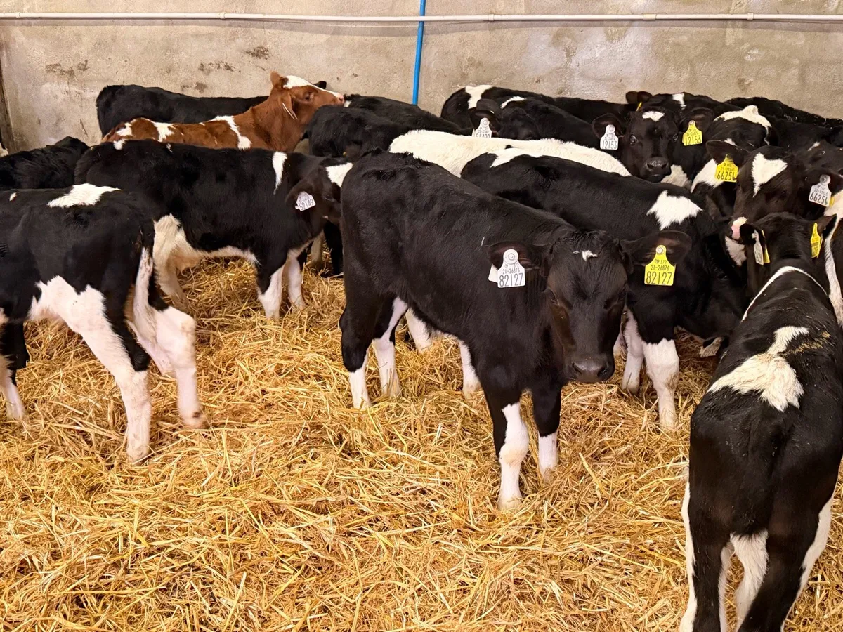 Bull calves for sale - Image 2