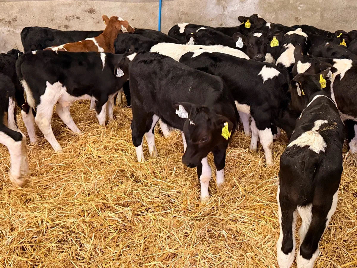 Bull calves for sale - Image 3