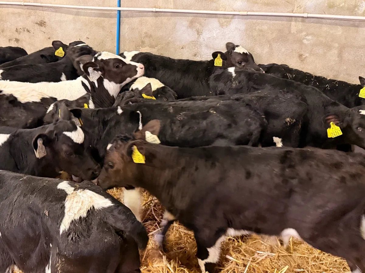 Bull calves for sale - Image 4