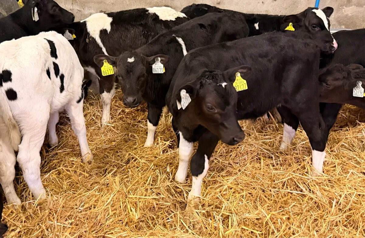 Bull calves for sale - Image 1