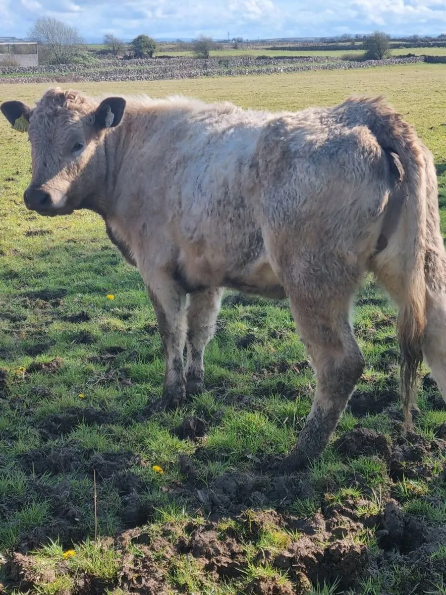 Organic heifers - Image 2