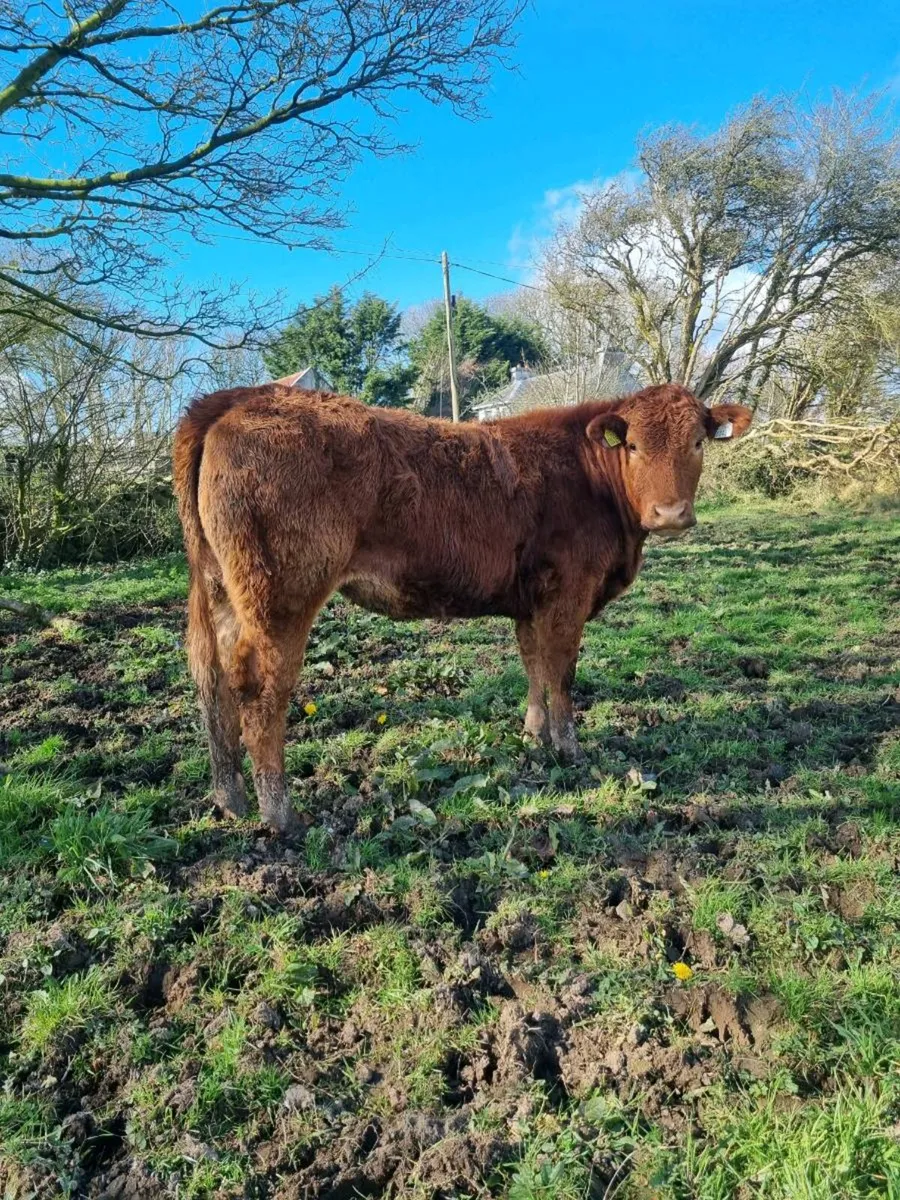 Organic heifers - Image 3