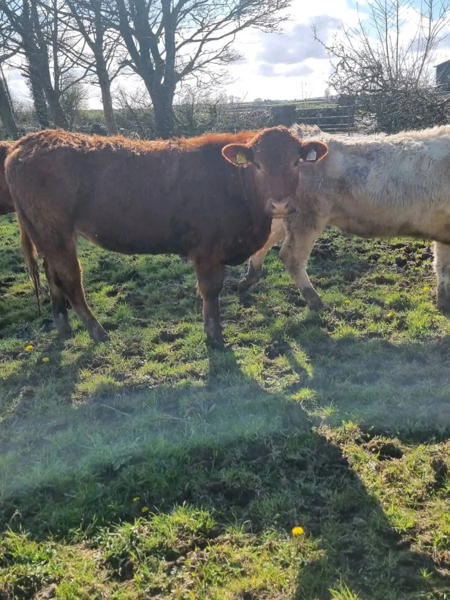 Organic heifers - Image 4