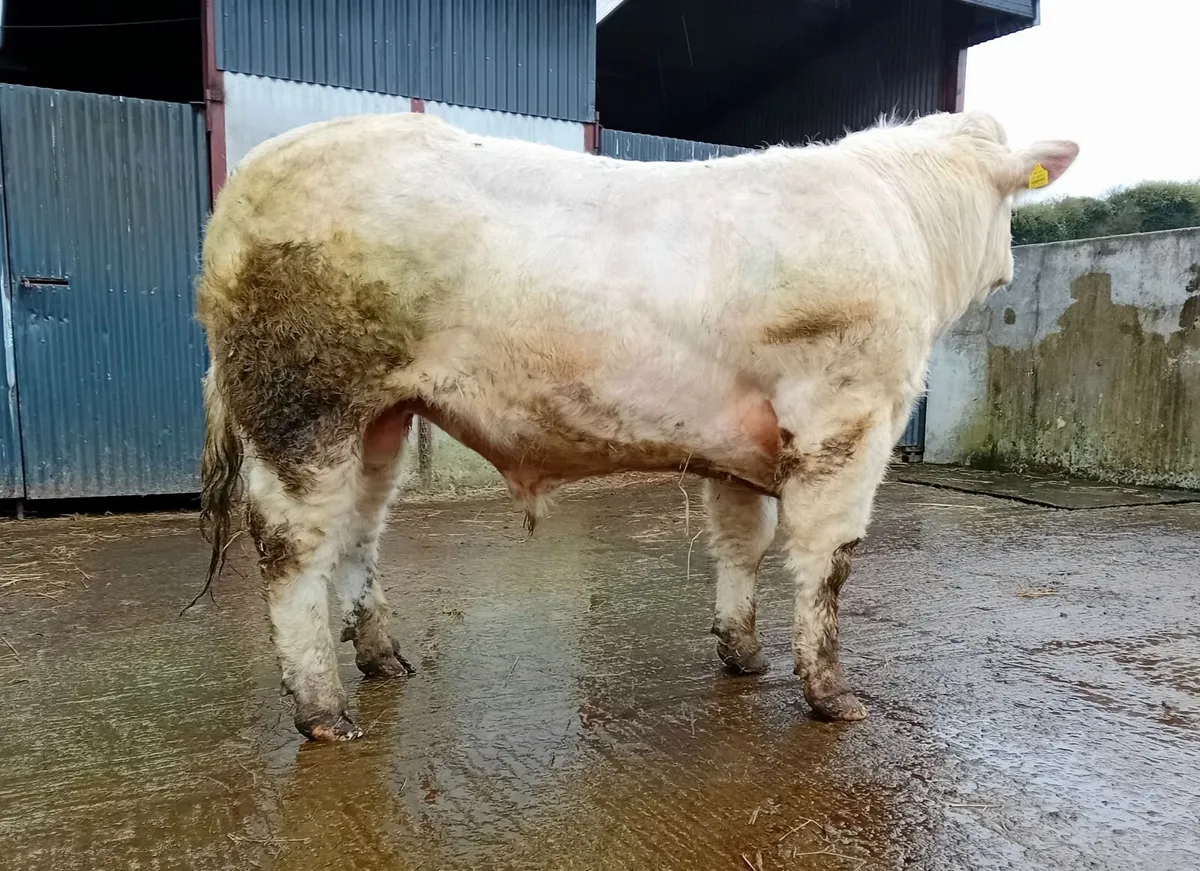 Neptune x  Cf52 x  Pirate  bull - Image 1