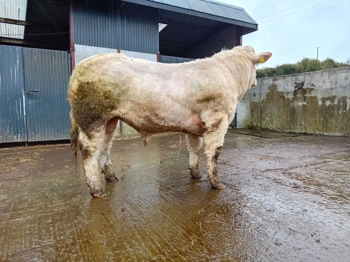 Neptune x  Cf52 x  Pirate  bull - Image 2