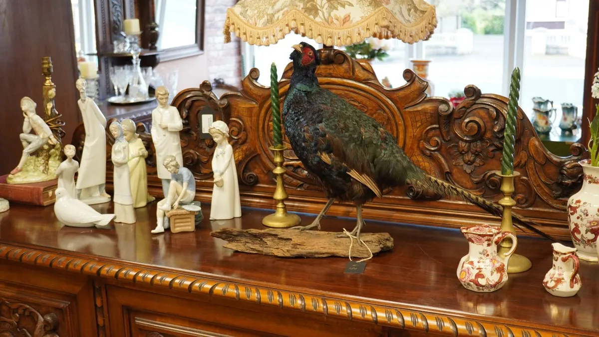 Melanistic Black Pheasant Taxidermy Mount - Image 1