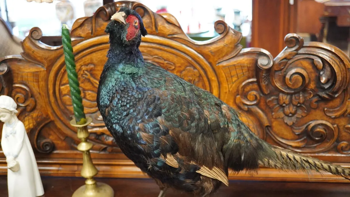 Melanistic Black Pheasant Taxidermy Mount - Image 3
