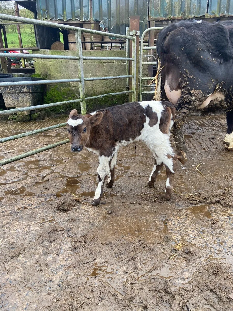 Shorthorn heifer - Image 3
