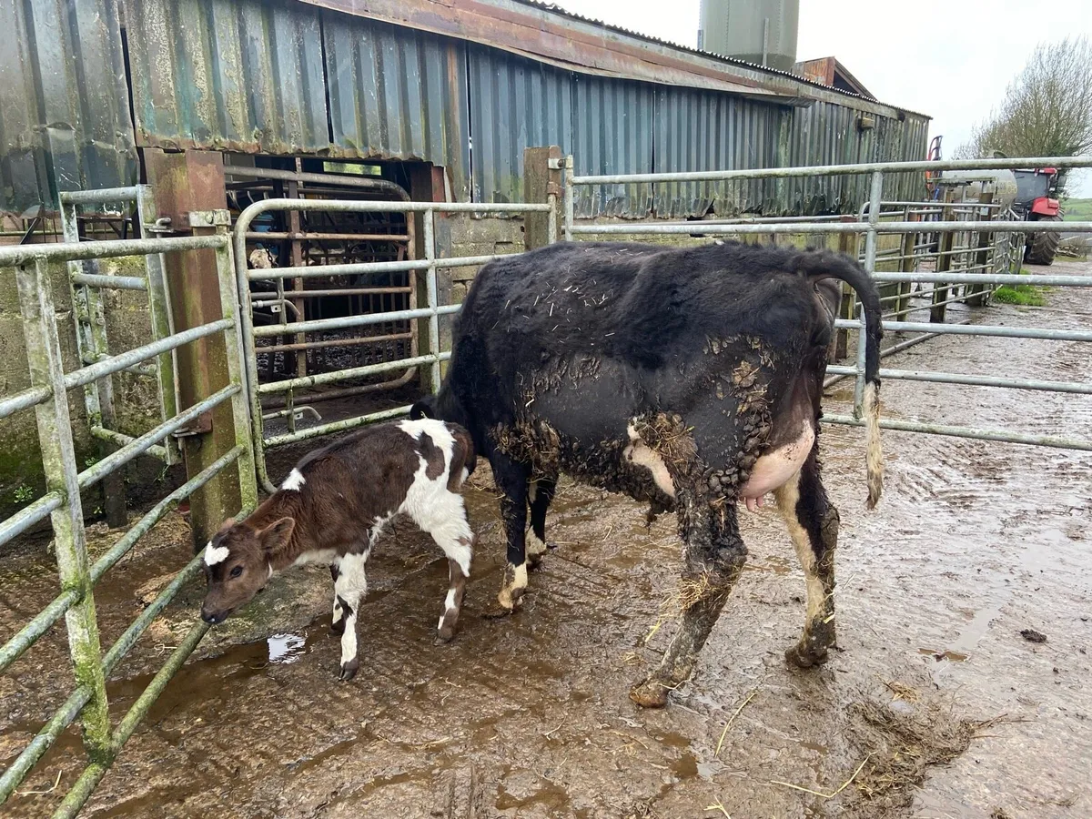 Shorthorn heifer - Image 1