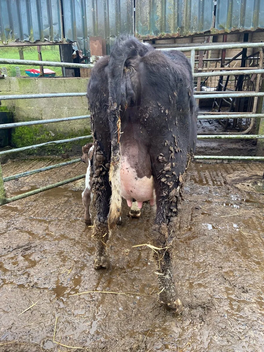 Shorthorn heifer - Image 2